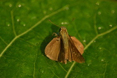 Hesperiidae