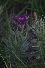 Vernonia capensis