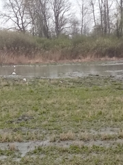 Himantopus himantopus