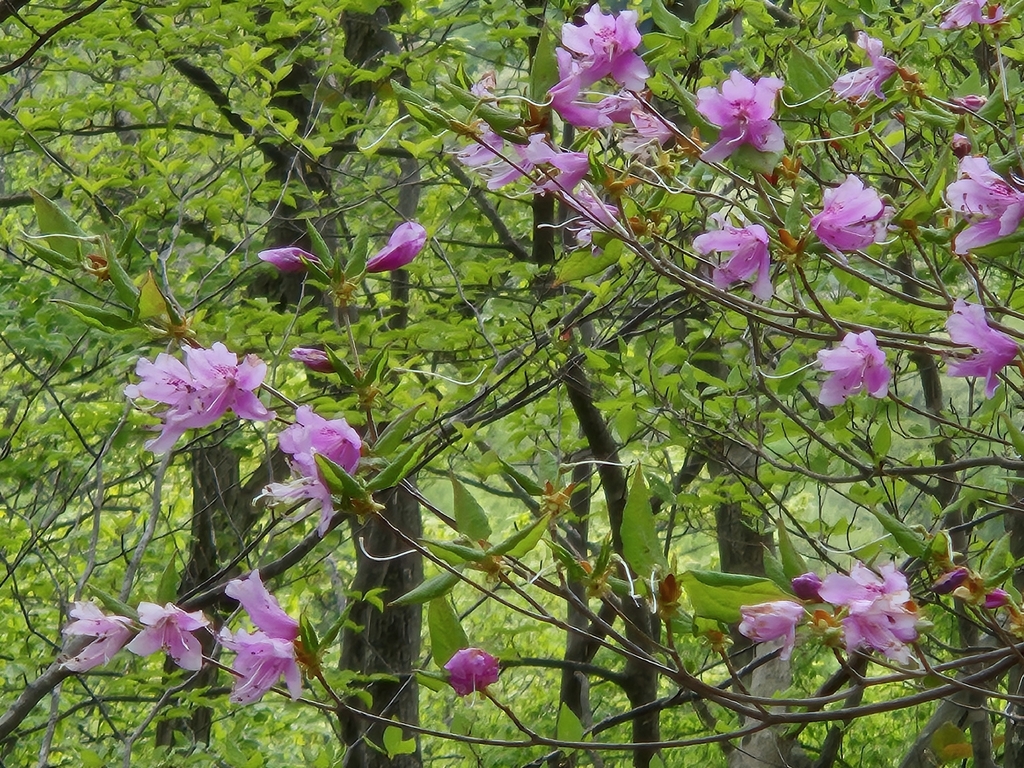 Đỗ quyên ba lá – Rhododendron dilatatum
