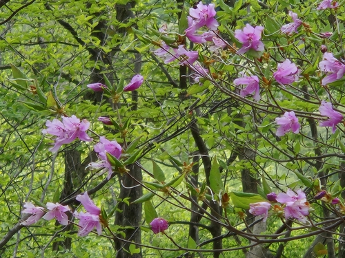 Rhododendron dilatatum