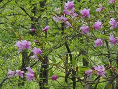 Rhododendron dilatatum