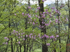 Rhododendron dilatatum, photograph (c) Rainer Breitling, some rights reserved (CC BY)