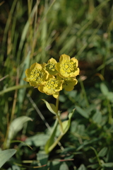 Bupleurum multinerve