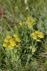 Bupleurum multinerve