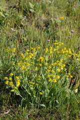 Bupleurum multinerve