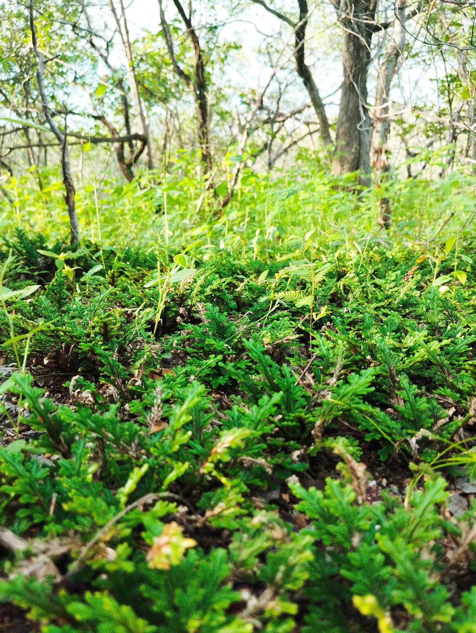 Selaginella convoluta