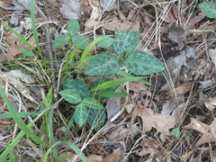 Trillium ludovicianum