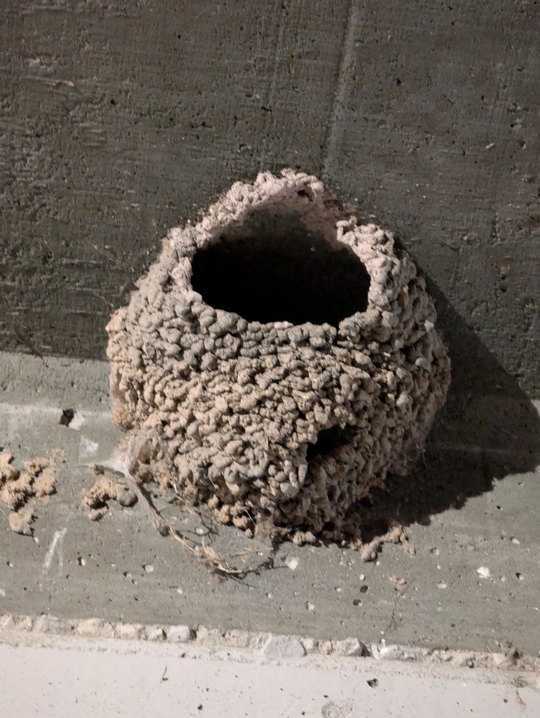 Northern Cliff Swallow