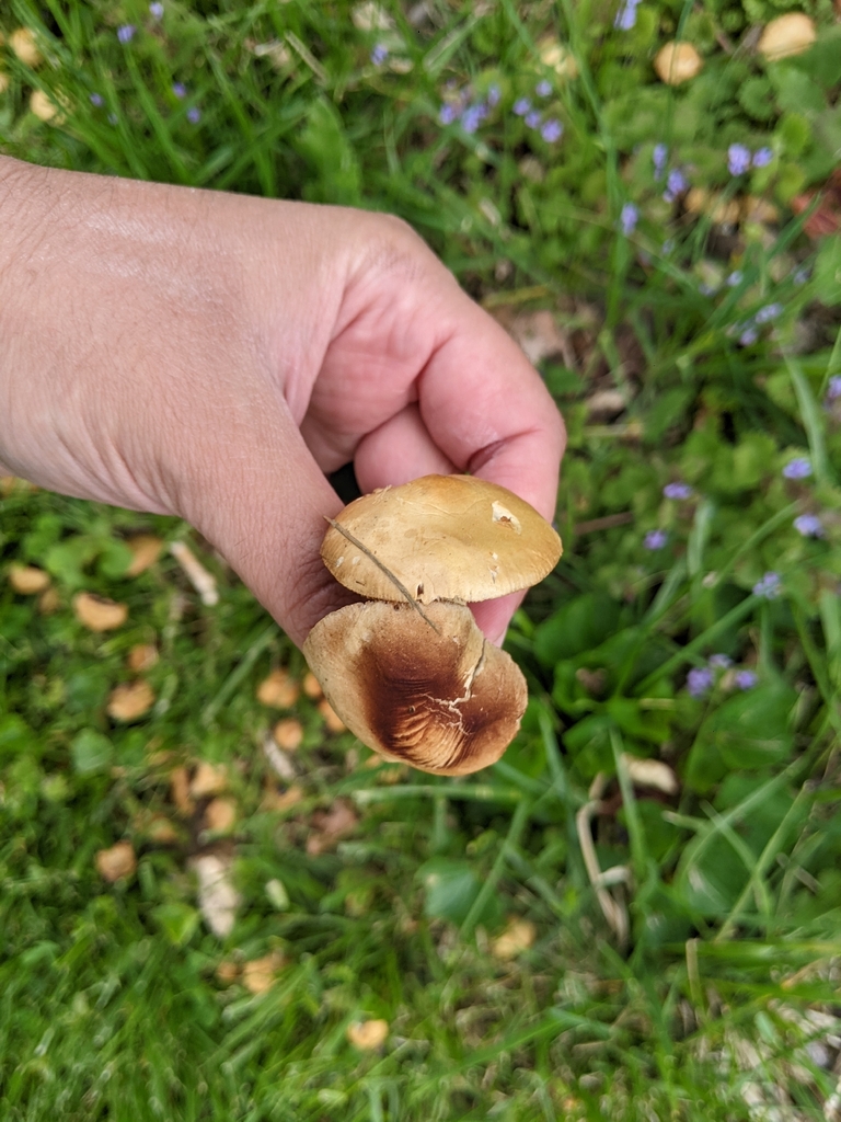 Agrocybe praecox · April 2026 · photo: © aftertheteacups (iNaturalist, cc-by)