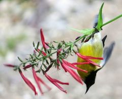 Coereba flaveola barbadensis