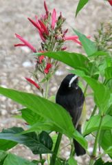 Coereba flaveola barbadensis