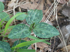 Trillium ludovicianum