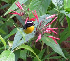 Coereba flaveola barbadensis