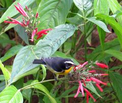 Coereba flaveola barbadensis
