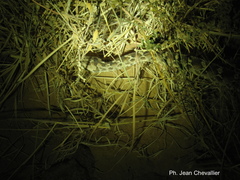 Echis leucogaster