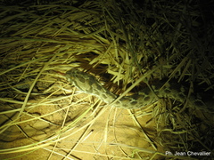Echis leucogaster