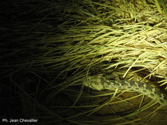 Echis leucogaster