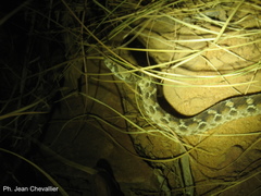 Echis leucogaster