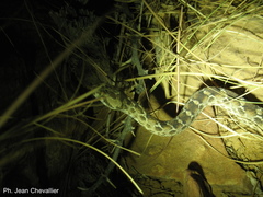 Echis leucogaster