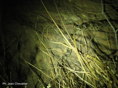 Echis leucogaster