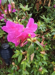 Rhododendron × pulchrum