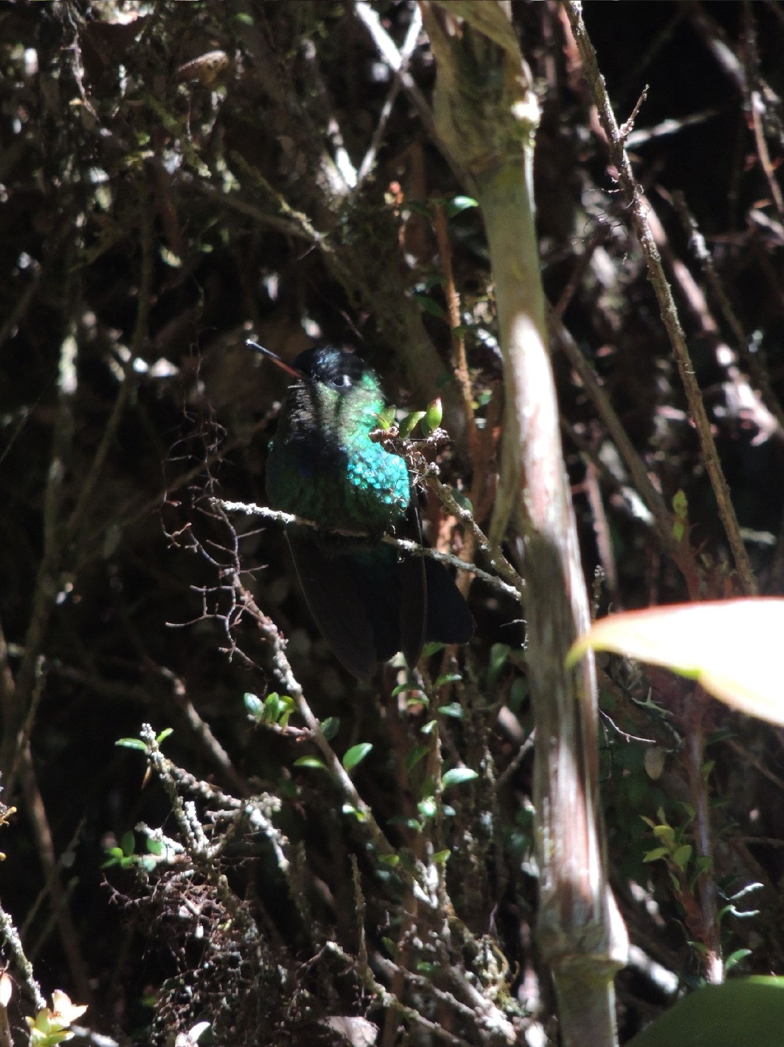 Fiery-throated Hummingbird (Panterpe insignis), photo 10