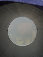 Ambystoma gracile