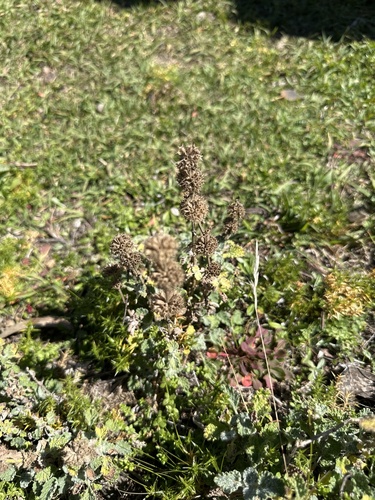 White Horehound