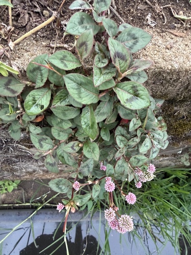 pink knotweed