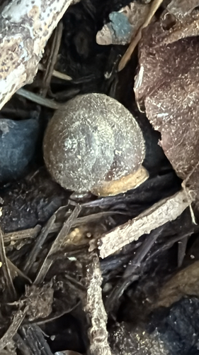 Vespericola columbianus