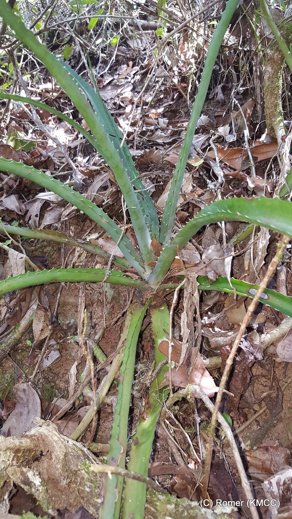 Aloe aurelienii (Aloe aurelienii)