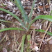 Aloe aurelienii - Photo no rights reserved, uploaded by Romer Rabarijaona