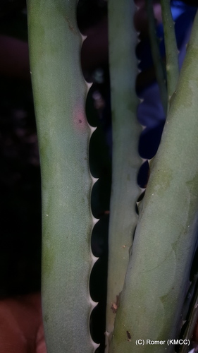 Aloe aurelienii image