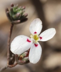 Stylidium repens