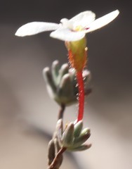 Stylidium repens