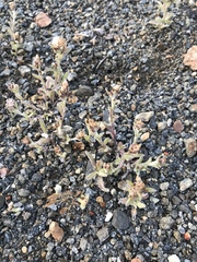 Gamochaeta stagnalis