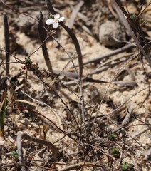 Stylidium repens