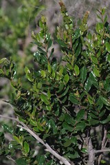 Diospyros scabrida