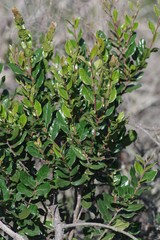 Diospyros scabrida
