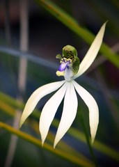 Praecoxanthus aphyllus