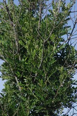 Hippobromus pauciflorus