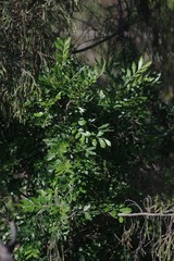 Hippobromus pauciflorus