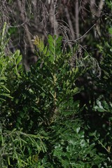 Hippobromus pauciflorus