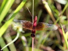 Brachythemis lacustris