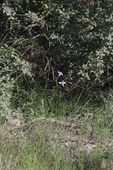 Moraea polystachya