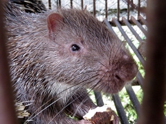 Sunda Porcupine photo 3