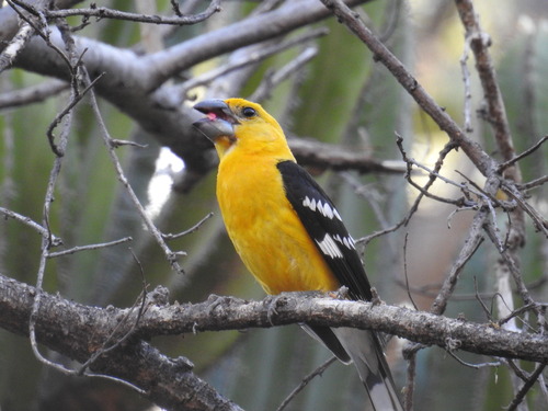 Yellow Grosbeak (Pheucticus chrysopeplus), a lookalike recorded in Arkansas