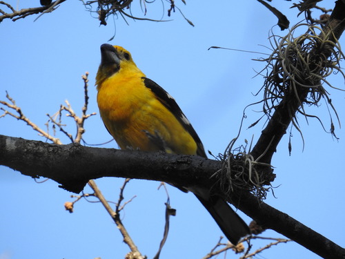 Yellow Grosbeak (Pheucticus chrysopeplus), photo 4