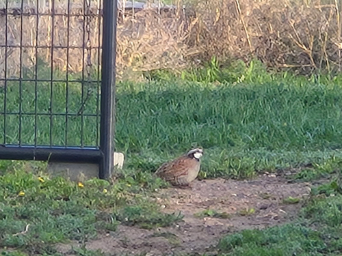 Northern Bobwhite